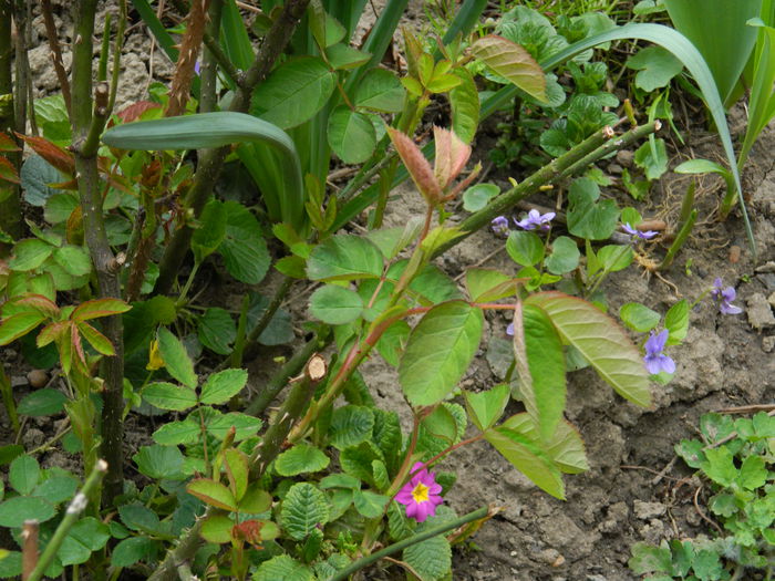 DSCN3495 - 2015_APRILIE
