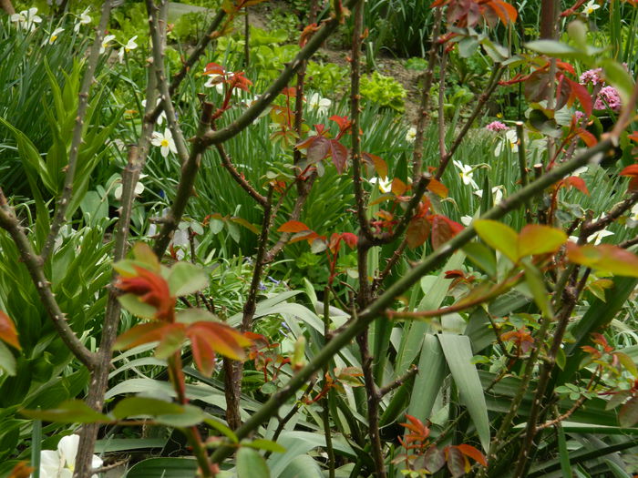 DSCN3496 - 2015_APRILIE