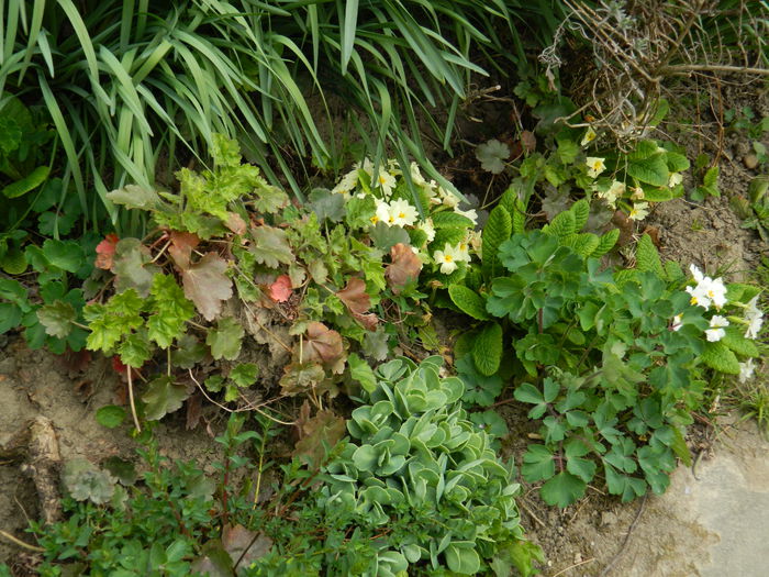 DSCN3498 - 2015_APRILIE