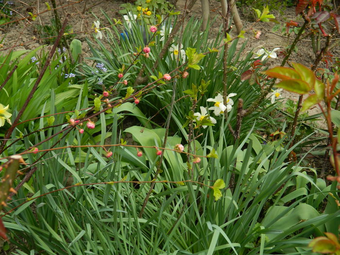 DSCN3499 - 2015_APRILIE