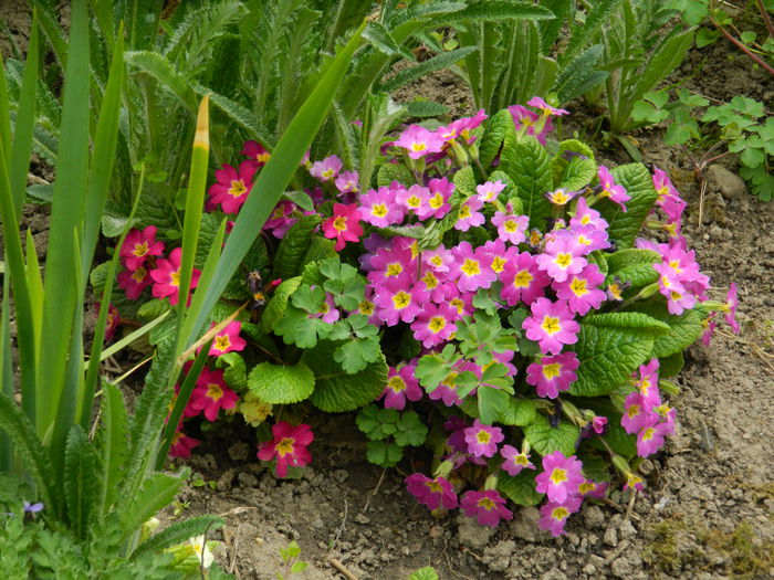 DSCN3500 - 2015_APRILIE