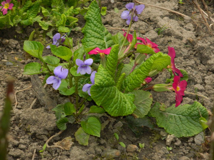 DSCN3501 - 2015_APRILIE