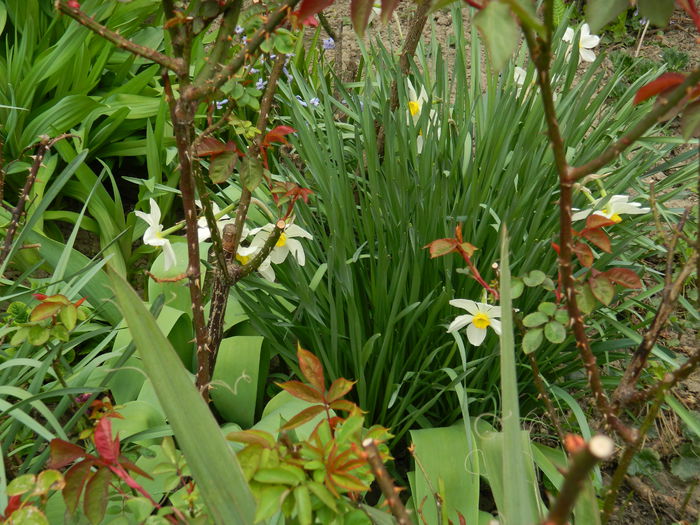 DSCN3503 - 2015_APRILIE