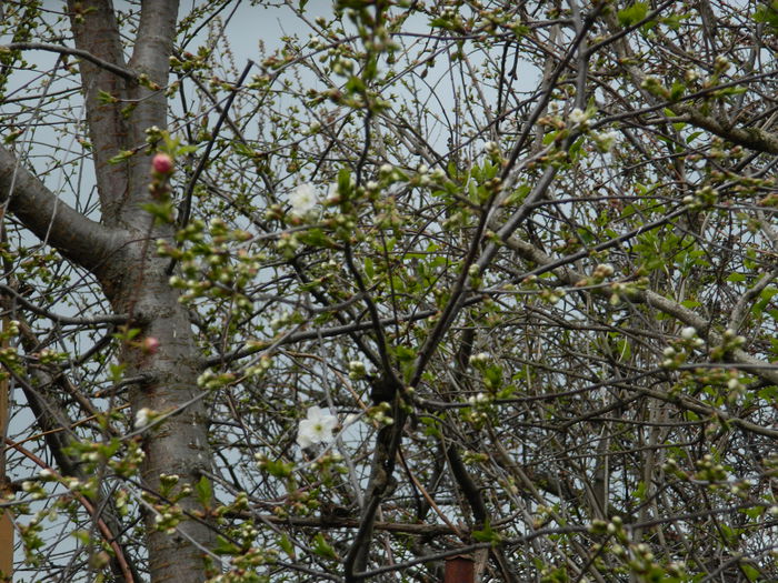 DSCN3504 - 2015_APRILIE