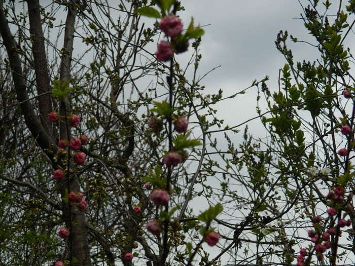 DSCN3505 - 2015_APRILIE