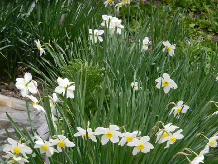 DSCN3507 - 2015_APRILIE