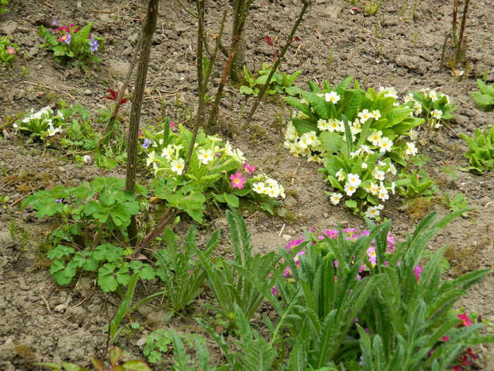 DSCN3509 - 2015_APRILIE
