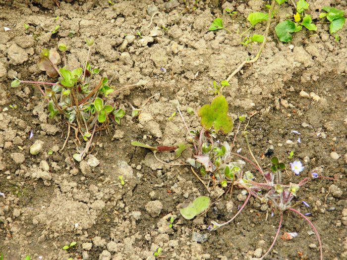 DSCN3510 - 2015_APRILIE