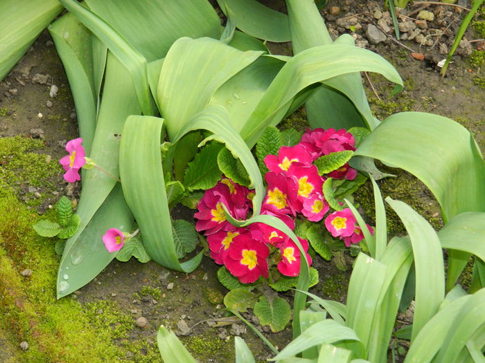 DSCN3512 - 2015_APRILIE