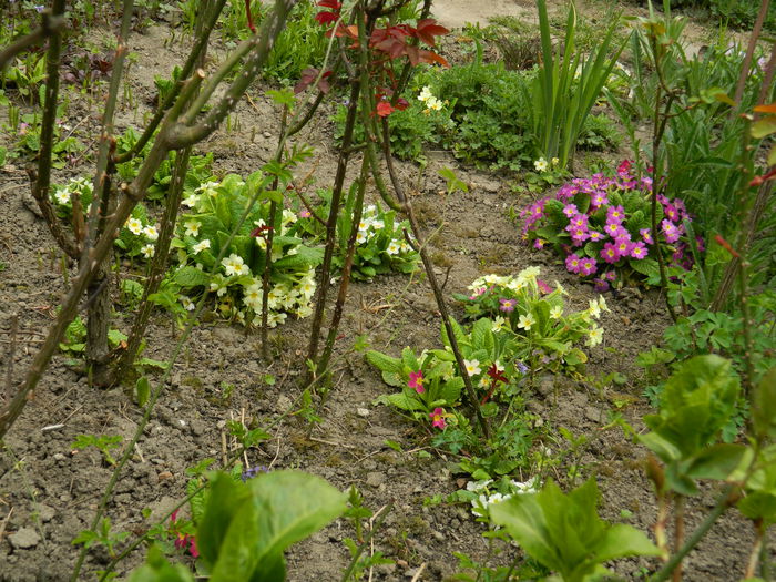 DSCN3513 - 2015_APRILIE