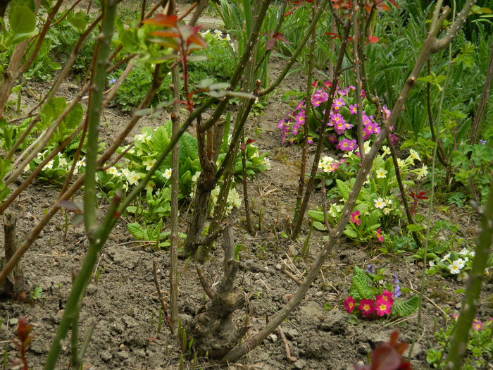 DSCN3516 - 2015_APRILIE