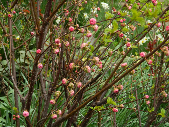 DSCN3529 - 2015_APRILIE