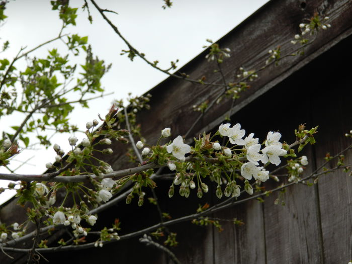 DSCN3532 - 2015_APRILIE