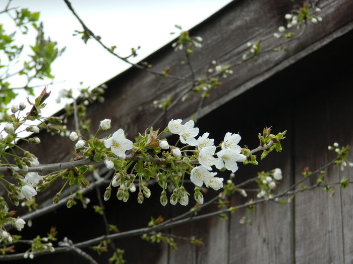 DSCN3533 - 2015_APRILIE