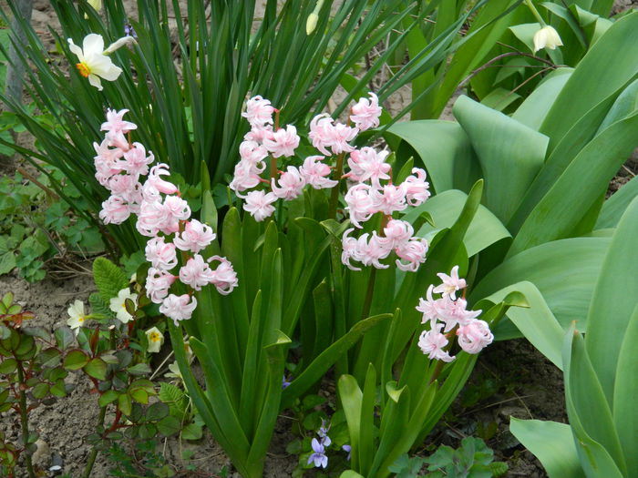 DSCN3537 - 2015_APRILIE