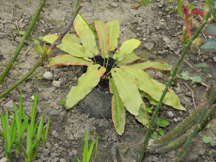 DSCN3541 - 2015_APRILIE