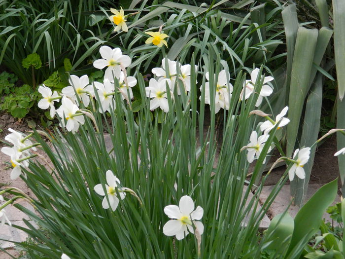 DSCN3545 - 2015_APRILIE