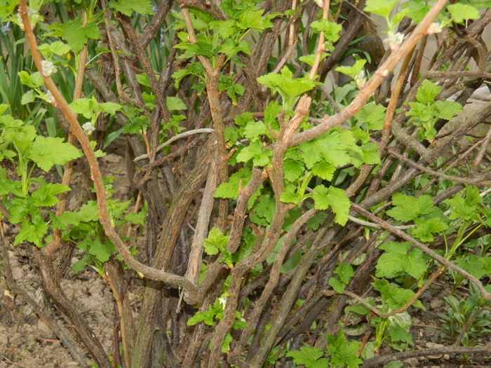 DSCN3546 - 2015_APRILIE