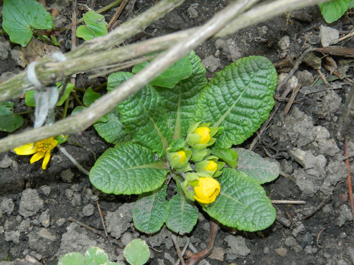 DSCN3547 - 2015_APRILIE