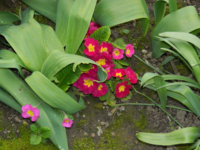 DSCN3550 - 2015_APRILIE