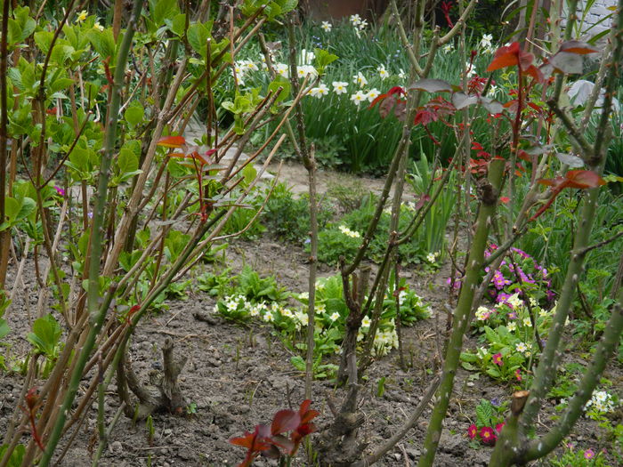 DSCN3552 - 2015_APRILIE