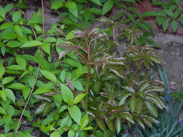 DSCN3560 - 2015_APRILIE