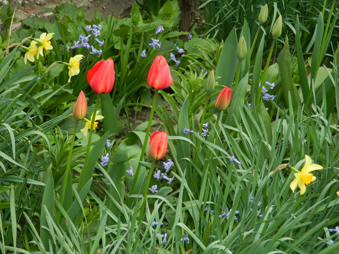 DSCN3561 - 2015_APRILIE