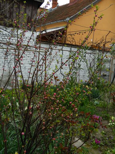 DSCN3562 - 2015_APRILIE