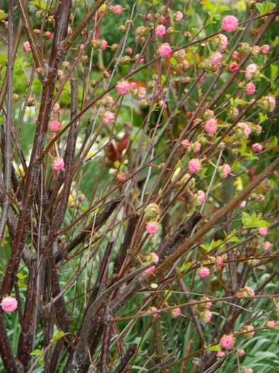 DSCN3563 - 2015_APRILIE