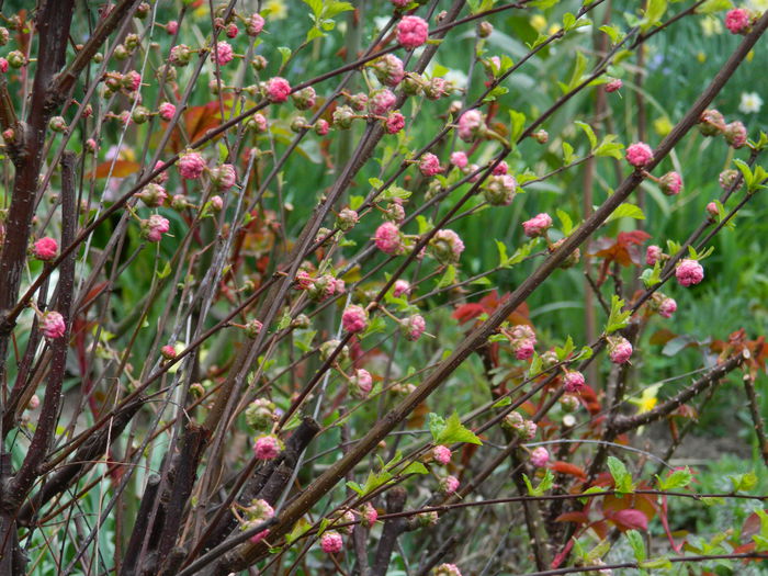 DSCN3564 - 2015_APRILIE