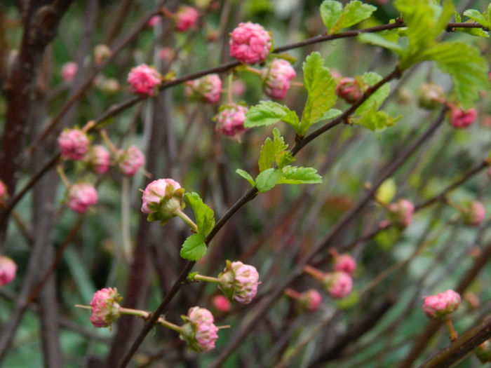 DSCN3565 - 2015_APRILIE