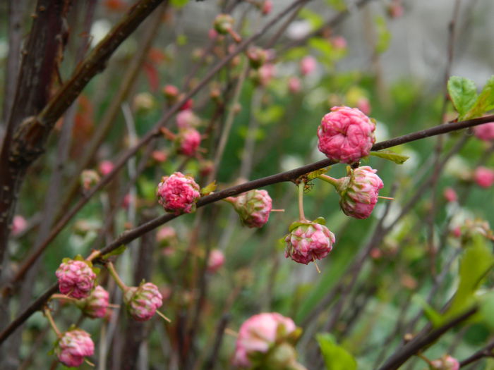 DSCN3566 - 2015_APRILIE