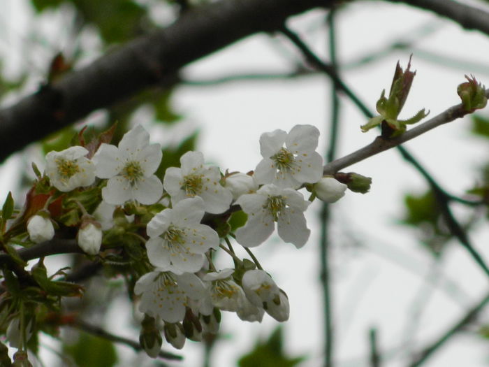 DSCN3568 - 2015_APRILIE