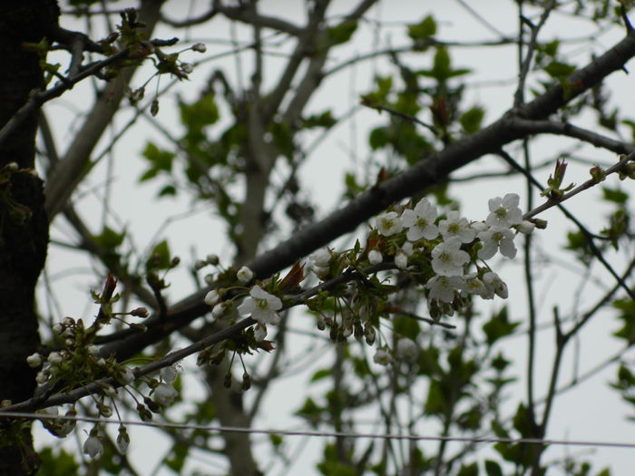 DSCN3569 - 2015_APRILIE