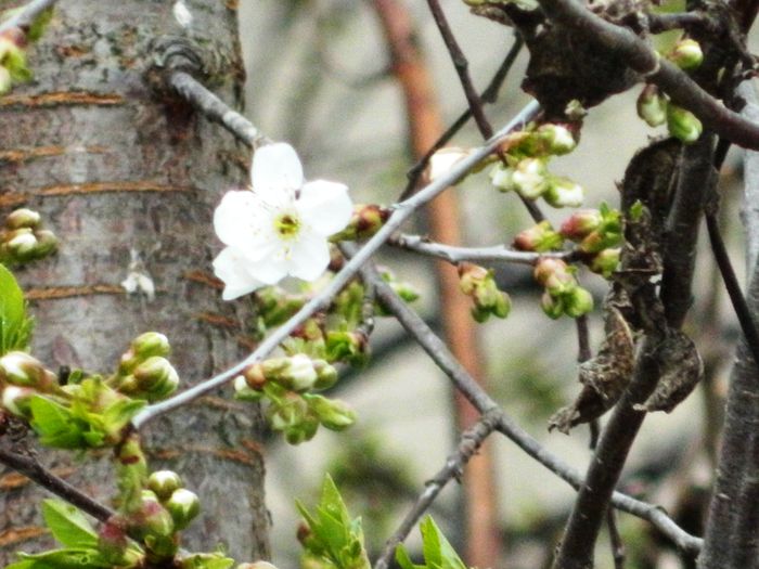 DSCN3570 - 2015_APRILIE