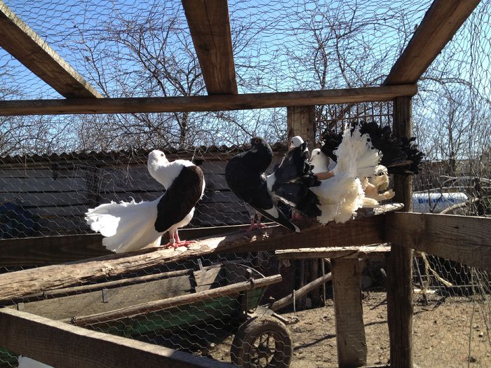 IMG_2965 - 21_POZE CU PORUMBEII