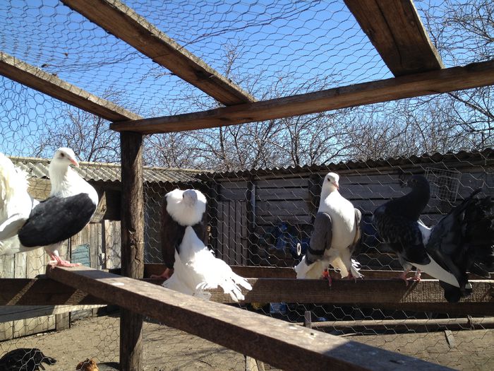 IMG_2968 - 21_POZE CU PORUMBEII