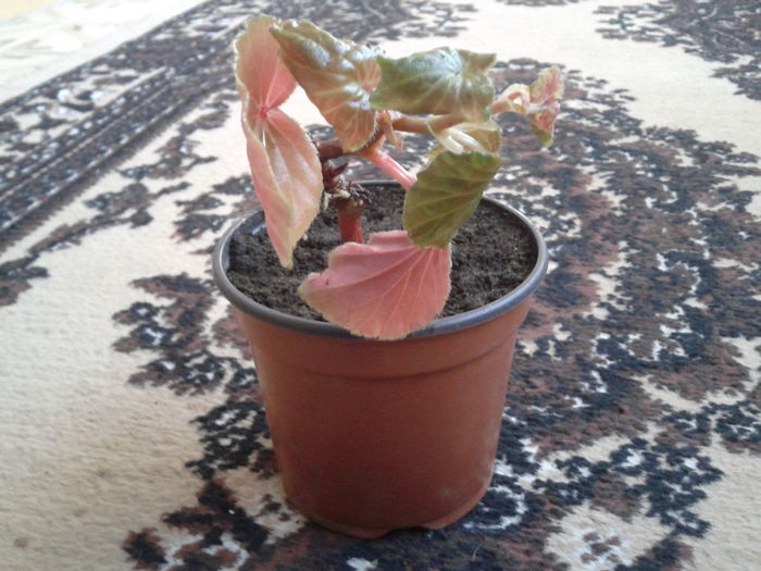 2015-04-09 15.15.11 - begonia