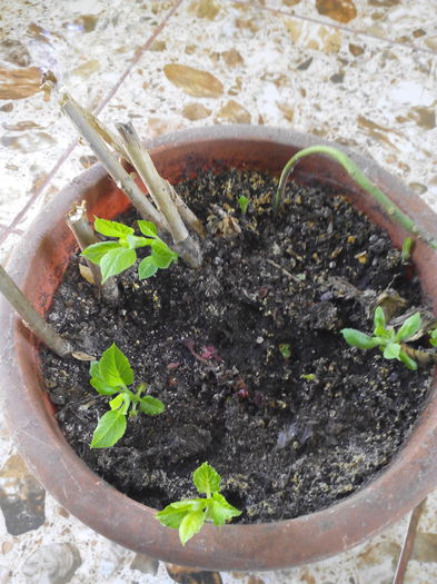 hortensiea alba butasi sau prins