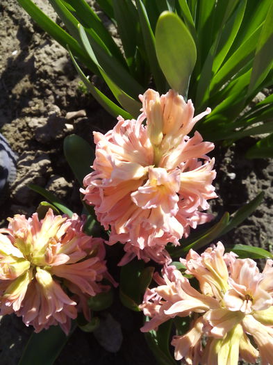 zambila portocalie spre roz