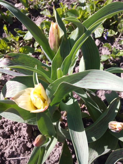 galben cu striatii rosii si alb