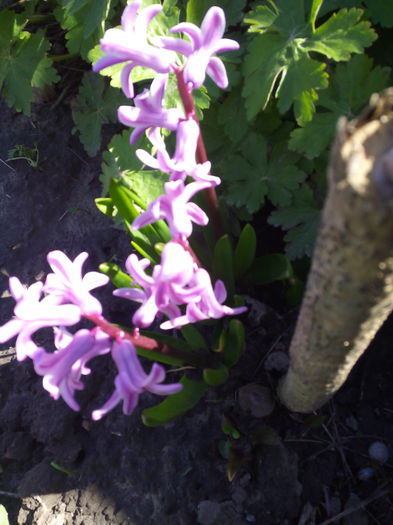 acum chiar vine primavara