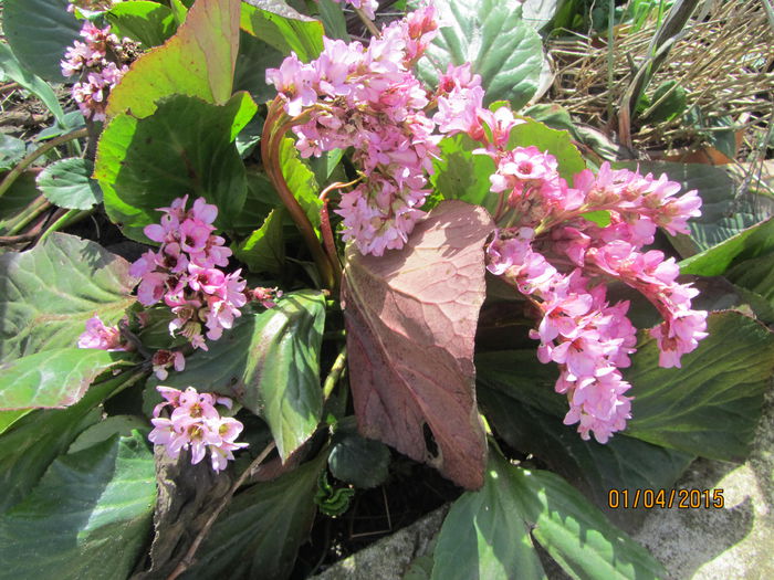 Bergenia (6)