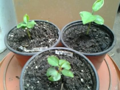 cei 3 ,,pitici,,din seminţe