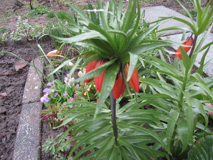 Fritillaria imp. (7)