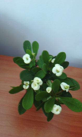 2015-04-09 17.04.23 - EUPHORBIA CROIZATII