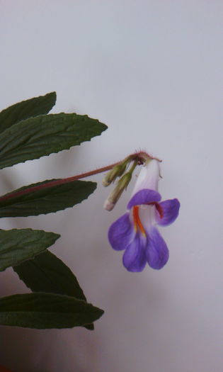 2015-04-09 17.07.57 - FLORI