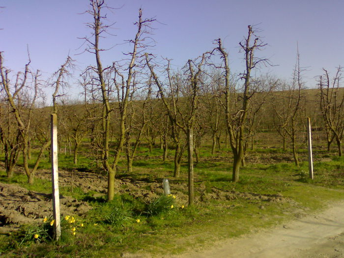 090420153890 - xxx Pomi Fructiferi