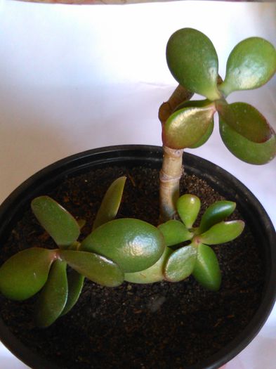 crassula ovata - SPECIA crassula ovata