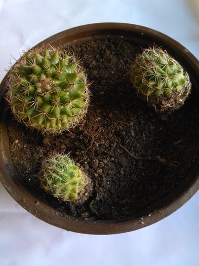 Mammillaria backebergiana 09.04.2015 - SPECIA Mammillaria backebergiana andreiandrei